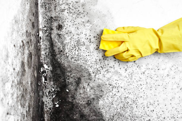Best Residential Mold Inspection & Testing  in North Muskegon, MI