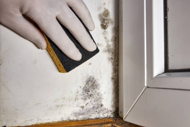 Reliable North Muskegon, MI Mold Removal Solutions